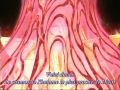 saint seiya-the hades chapter-inferno oav 10 [shinjitsu]-avi165.jpg